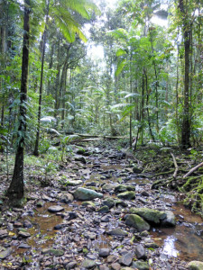 Byron Trails - Big Scrub loop