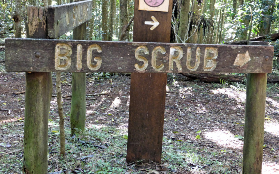 Out in the Big Scrub