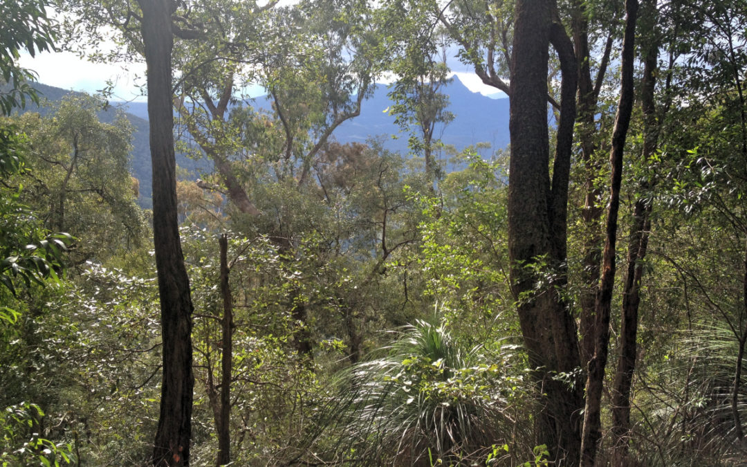 Do you know one rainforest from another?