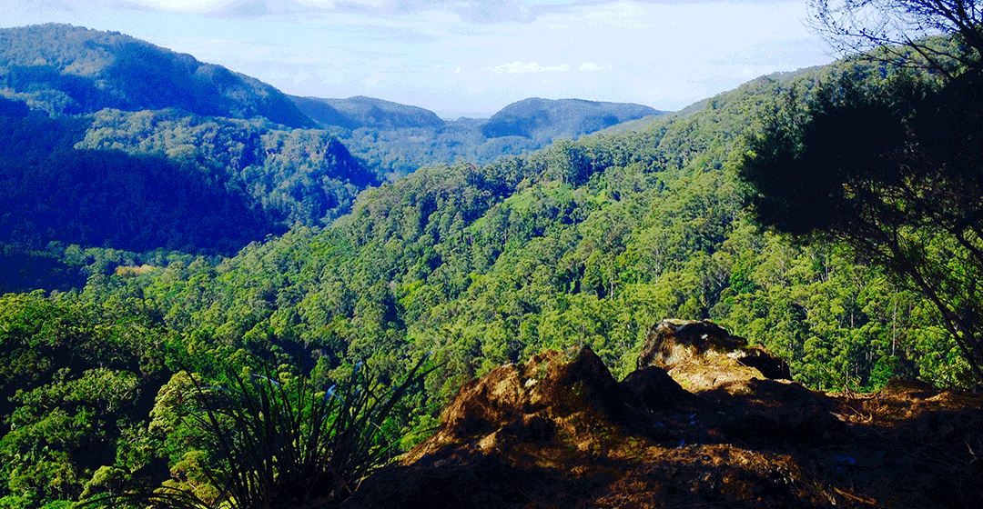 Hiking to Nightcap Bluff from Rummery Park