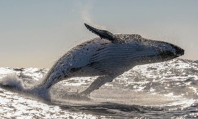 First sightings of whales