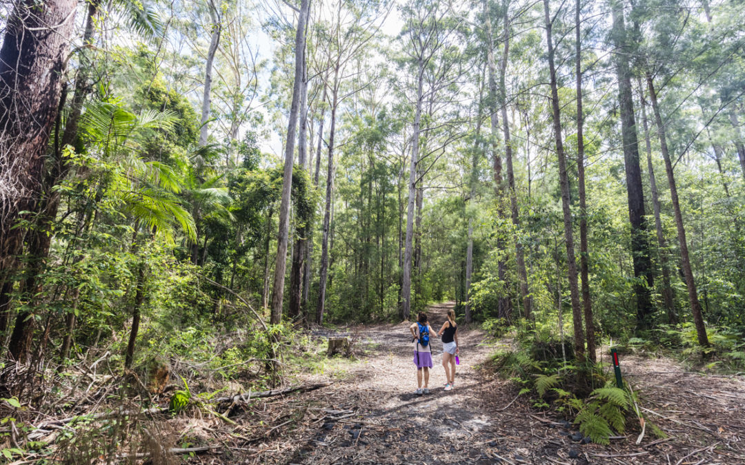 Walking in Goonengerry National Park